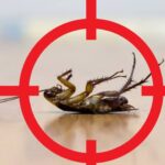 Bed Bug Management: Effective Strategies for a Pest-Free Home
